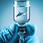 Vaccino Covid, per produrlo minacciati 500.000 squali. «Utilizzato olio presente nel fegato»
