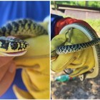 Serpente avvistato nel Parco Malfante
