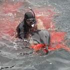 Strage di stenelle a Taiji, la baia dove muoiono i delfini. Le drammatiche immagini.