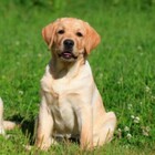 Uccide un cane Labrador di 2 mesi a calci, follia in strada a Roma