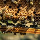 Clima, allarme miele: crolla la produzione