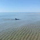 Delfino rischia di morire spiaggiato, lo salvano due bagnanti