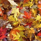Equinozio d'autunno, anche quest'anno arriva il 23 settembre: ecco perché