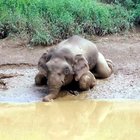 Thailandia, sei elefanti morti annegati per salvare un cucciolo caduto in acqua