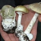 Raccolta “abusiva” di funghi, denunce e multe a Bagnoregio
