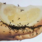 Le formiche ti hanno invaso casa? Usa il bicarbonato