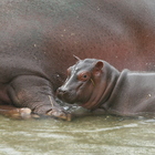 Festa allo ZooSafari: è nato un ippopotamo/La foto Festa allo ZooSafari: è nato un ippopotamo/La foto