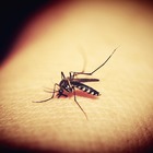 Zaia: «Appello ai giovani, c'è rischio che vi ammaliate». «La zanzara non trasmette il virus. Cani e gatti lo prendono, ma non infettano l'uomo» Video