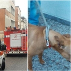 Il cane abbaia, arrivano i soccorsi a Jesi: la donna di 59 anni era morta da 3 giorni