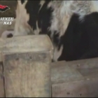 Nas, ispezioni negli allevamenti in Abruzzo: animali tra le feci