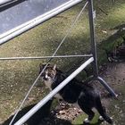 Gatti bersaglio dei vandali al parco della Floridiana, a Napoli: «Uccisi a decine»