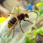 Insetti killer, ecco
come difendersi Insetti killer, ecco
come difendersi