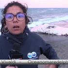 Roma, la triste morte del capodoglio sul litorale: choc in spiaggia