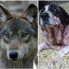 Lupo attacca un gregge di pecore, i cani pastori le difendono e restano feriti: «Lesioni multiple, ma le hanno salvate»