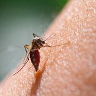 Zanzare, cresce l'allarme per il virus che fa scoppiare il cervello: «Si è esteso»