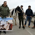 Protesta trattori, a Sanremo è arrivata la mucca Ercolina. «Per dire no alle leggi Ue»