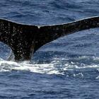 Rilevato canto mai udito prima nell'Oceano Indiano: «È di una nuova popolazione di balene»