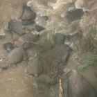 Thailandia, sei elefanti morti annegati per salvare un cucciolo caduto in acqua