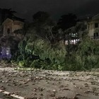 Roma, albero travolge passante davanti all'Umberto I: è grave. Strage di uccelli morti in strada