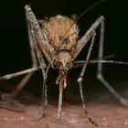 Non solo febbre del Nilo: scoperti 10 casi di malaria in pochi giorni