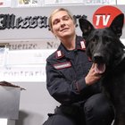 Armi e droga, ecco come lavorano gli speciali cani dei carabinieri