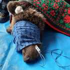 L'orso Juan Carrito è stato catturato a Roccaraso: sarà trasferito in montagna nel suo habitat naturale
