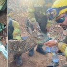 Cucciolo di capriolo intrappolato nell'incendio, i pompieri forestali lo salvano così