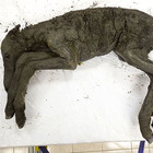 Cavallo preistorico intatto trovato in Siberia: recuperato anche il suo sangue