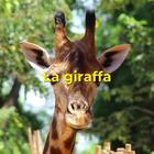 La giraffa, l’animale più…?