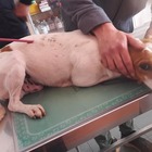 Cane trafitto da una freccia di una balestra in provincia di Ragusa