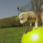 Beagle da record: cammina su una palla per 10 metri