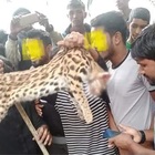 Uccidono a bastonate un raro gatto leopardo e fanno festa. La protesta delle associazioni