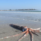 Calamaro gigante di 4 metri e 330 chili trovato su una spiaggia del Sudafrica