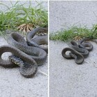 Laurentina, serpente nel giardino