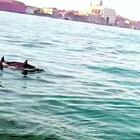 Venezia, i delfini-turisti in gita nel Canal Grande
