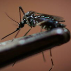 Dengue, come proteggersi dalle zanzare?