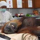 Mamma orango accecata a fucilate dai piantatori di palma da olio: il cucciolo di Hope muore di stenti