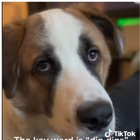 Il cane Roscoe star di Tiktok, le sue bravate sono virali. Il padrone è disperato