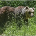 Andrea Papi, trovata l'orsa che ha ucciso il runner: «È Jj4, lo scorso anno aveva aggredito due persone». Cosa succede ora