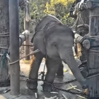 Elefantini strappati alle madri, incatenati e barbaramente addestrati per i turisti Video choc
