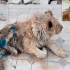 Animali, Simba: il leone torturato per le foto con i turisti è guarito. Tornerà in Africa