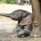 Ecco il piccolo Gus, è l'undicesimo elefante nato nello zoo di Wuppertal