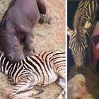Zebra e rinoceronte cuccioli diventano inseparabili dopo aver perso i genitori: la foto è virale