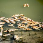 Catastrofe ambientale, 9 milioni di pesci morti nel fiume: «A rischio la qualità dell'acqua»