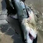 Lo squalo bianco sembra morto sulla spiaggia. Un ragazzo lo trascina in mare, lui si riprende e nuota via