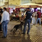 Cani anti-droga a Campo de’ Fiori: via alla stretta sulla movida molesta