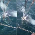 Balena resta impigliata nella rete e l'equipaggio per salvarsi le taglia la coda