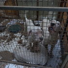 Roma, scoperto allevamento abusivo di cani di razza: reclusi tra feci e spazzatura