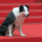 Cannes 2024, dopo il successo agli Oscar il cane Messi conquista il tappeto rosso: telecamera e microfono per "spiare" le star