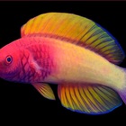 Maldive, scoperto un nuovo e coloratissimo pesce